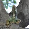 As famosas iguanas da Plaza Bolívar, em Guayaquil - Equador